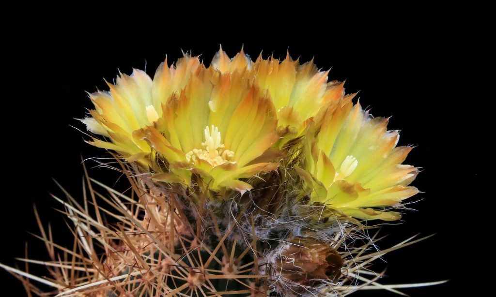 Austrocactus Cactus de Patagonia y Mendoza