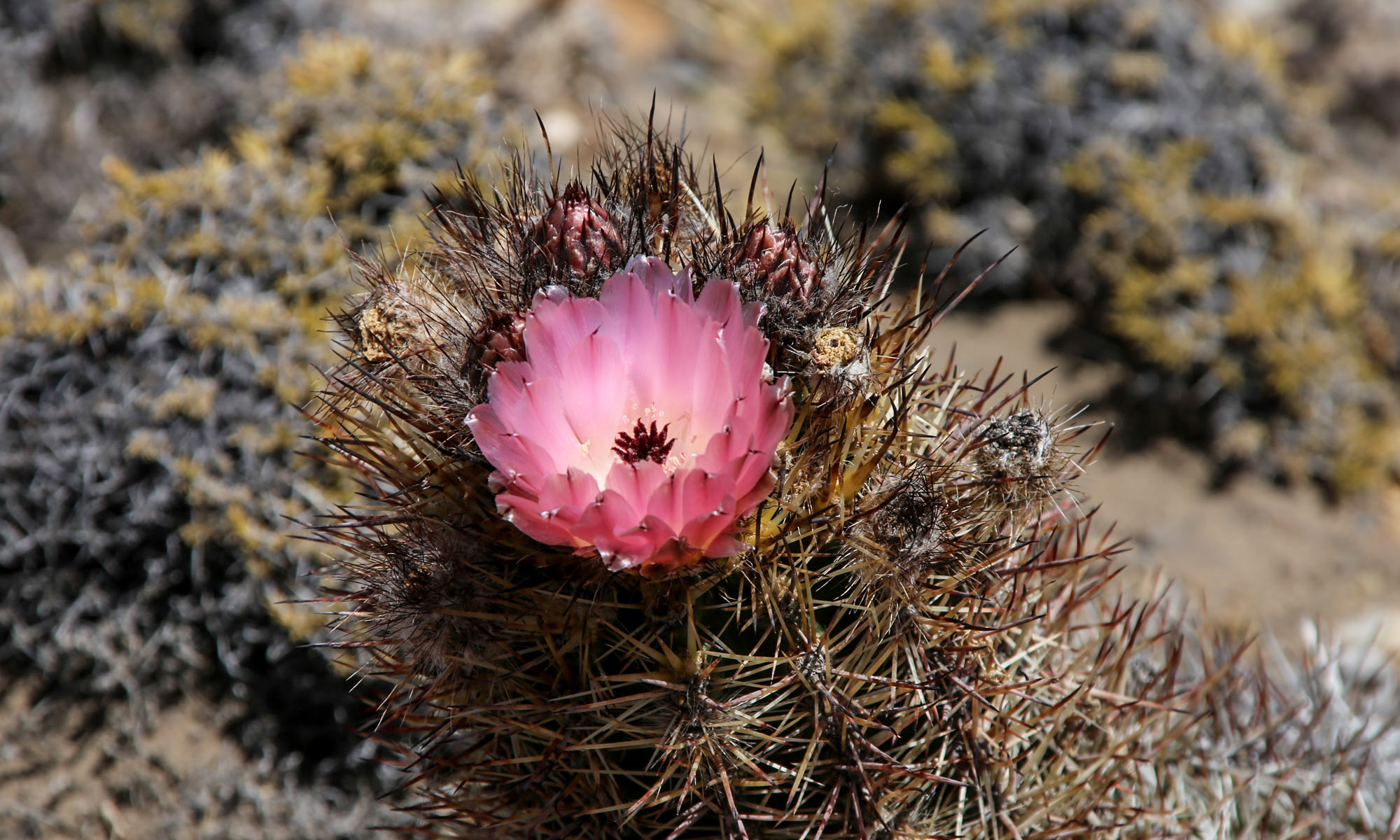 Cactus de Patagonia y Mendoza